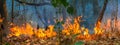 Forest fire disaster  burning caused by human Royalty Free Stock Photo
