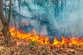 Forest fire disaster  burning caused by human Royalty Free Stock Photo