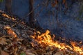 Forest fire disaster burning caused by human Royalty Free Stock Photo