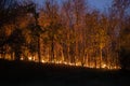 Forest fire disaster burning caused by human