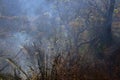 Forest fire on the dry slopes of the Himalayas Royalty Free Stock Photo