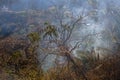 Forest fire on the dry slopes of the Himalayas Royalty Free Stock Photo