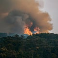 Forest fire emits smoke, casting ominous veil over trees