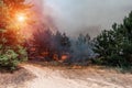 Forest fire. fallen tree is burned to the ground a lot of smoke when vildfire. Royalty Free Stock Photo