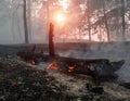 Forest fire. fallen tree is burned to the ground a lot of smoke when vildfire Royalty Free Stock Photo