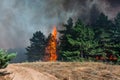 Forest fire. fallen tree is burned to the ground a lot of smoke when vildfire Royalty Free Stock Photo