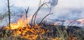 Forest fire. fallen tree is burned to the ground a lot of smoke when vildfire. Royalty Free Stock Photo