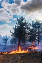 Forest fire. Fallen tree is burned to the ground a lot of smoke when vildfire. Royalty Free Stock Photo