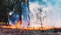 Forest fire. fallen tree is burned to the ground a lot of smoke when vildfire. Royalty Free Stock Photo