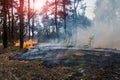 Forest fire. fallen tree is burned to the ground a lot of smoke when vildfire. Royalty Free Stock Photo