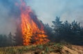 Forest fire. fallen tree is burned to the ground a lot of smoke when vildfire Royalty Free Stock Photo