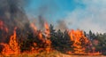 Forest fire. fallen tree is burned to the ground a lot of smoke when wildfire. Royalty Free Stock Photo