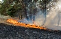 Forest fire. fallen tree is burned to the ground a lot of smoke when wildfire. Royalty Free Stock Photo