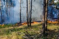 Forest fire. fallen tree is burned to the ground a lot of smoke when Wildfire Royalty Free Stock Photo