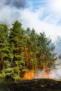 Forest fire. fallen tree is burned to the ground a lot of smoke when wildfire Royalty Free Stock Photo