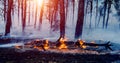 Forest fire. fallen tree is burned to the ground a lot of smoke when wildfire. Royalty Free Stock Photo