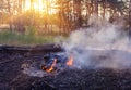 Forest fire. fallen tree is burned to the ground a lot of smoke when wildfire Royalty Free Stock Photo