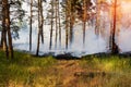 Forest fire. fallen tree is burned to the ground a lot of smoke when wildfire. Royalty Free Stock Photo