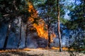 Forest fire. fallen tree is burned to the ground a lot of smoke when wildfire. Royalty Free Stock Photo