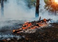 Forest fire. fallen tree is burned to the ground a lot of smoke when wildfire. Siberia on fire Royalty Free Stock Photo