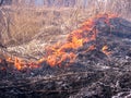 Forest fire flames spread over dry grass danger