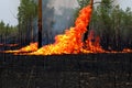 Forest fire. Forest fire in progress. Wildfire. Large flames of forest fire. Incendio forestal. Canada