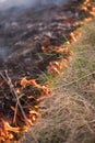 Forest fire, grass burns close up