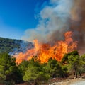 Wildfire. Palisades. Forest fire. Forest fire in progress with fire. Large flames. USA. Royalty Free Stock Photo