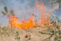 Forest Fire India Royalty Free Stock Photo