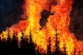 Forest fire. Forest fire in progress. Wildfire. Large flames of forest fire. Incendio forestal. Canada