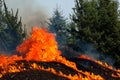 Forest fire. Forest fire in progress. Wildfire. Large flames of forest fire. Incendio forestal. Hawaii