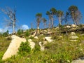 Forest after fire at Lake Baikal Royalty Free Stock Photo