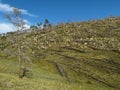 Forest after fire at Lake Baikal Royalty Free Stock Photo