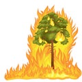 Forest Fire Royalty Free Stock Photo