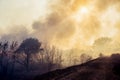 Forest fire, nature disaster Royalty Free Stock Photo