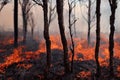 Forest fire at night with burning bush, tree plant and air polluted with smoke. Wildfire fiery hot ash branch hazard Royalty Free Stock Photo