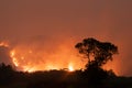 Forest Fire at Night.Wildfire burning forest trees in the mountain.Wildfire caused by humans