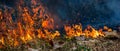 Forest fire disaster is burning caused by human Royalty Free Stock Photo