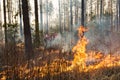 Forest fire in pine stand Royalty Free Stock Photo
