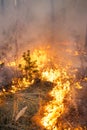 Forest fire in pine stand Royalty Free Stock Photo