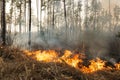 Forest fire in pine stand Royalty Free Stock Photo