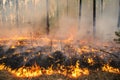 Forest fire in pine stand Royalty Free Stock Photo