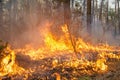 Forest fire Royalty Free Stock Photo