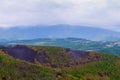 Forest after a fire