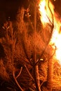 Burning tree. Forest fire. Tree, burns