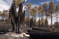 Forest fire, Pinus pinaster, Guadalajara, after the fire