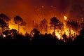 Forest fire, Pinus pinaster, Spain