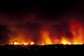 Forest fire, Pinus pinaster, Spain