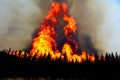 Forest fire. Forest fire in progress. Wildfire. Large flames of forest fire. Royalty Free Stock Photo