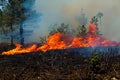 Forest fire. Forest fire in progress. Wildfire. Large flames of forest fire. Incendio forestal. Canada